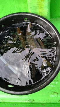 釣り船 進丸に投稿された画像（2020/11/3）