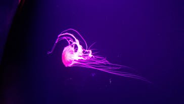 サンシャイン水族館に投稿された画像（2020/11/3）