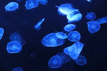 すみだ水族館に投稿された画像（2020/11/3）