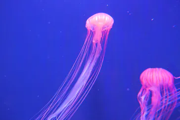 すみだ水族館に投稿された画像（2020/11/3）