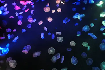 すみだ水族館に投稿された画像（2020/11/3）