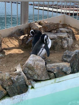 うみたま体験パーク 「つくみイルカ島」に投稿された画像（2020/11/3）