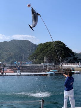 うみたま体験パーク 「つくみイルカ島」に投稿された画像（2020/11/3）