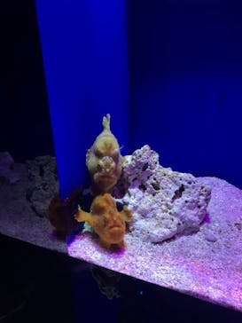 サンシャイン水族館に投稿された画像（2020/11/3）