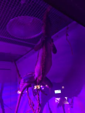 サンシャイン水族館に投稿された画像（2020/11/3）