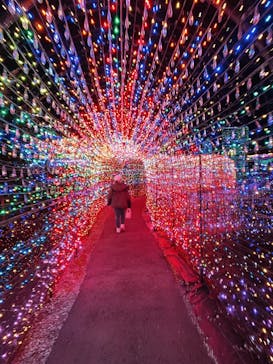 伊豆ぐらんぱる公園に投稿された画像（2020/11/3）