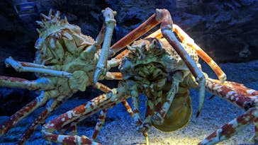 大分マリーンパレス水族館 「うみたまご」に投稿された画像（2020/11/3）