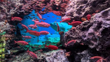 大分マリーンパレス水族館 「うみたまご」に投稿された画像（2020/11/3）