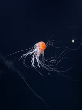 サンシャイン水族館に投稿された画像（2020/11/3）