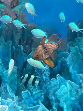 サンシャイン水族館に投稿された画像（2020/11/3）