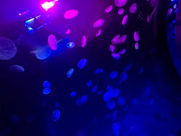 サンシャイン水族館に投稿された画像（2020/11/3）