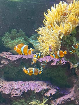 サンシャイン水族館に投稿された画像（2020/11/3）