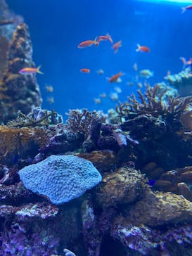 サンシャイン水族館に投稿された画像（2020/11/3）