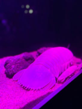 サンシャイン水族館に投稿された画像（2020/11/3）