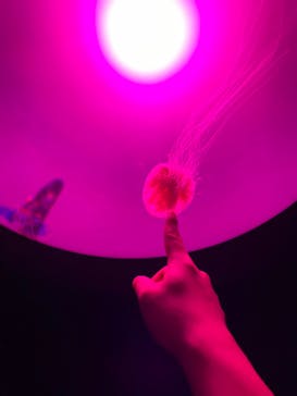 サンシャイン水族館に投稿された画像（2020/11/3）