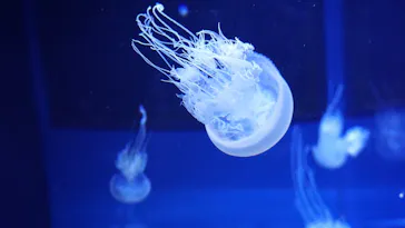 すみだ水族館に投稿された画像（2020/11/3）