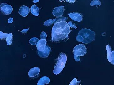 すみだ水族館に投稿された画像（2020/11/3）