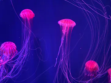 すみだ水族館に投稿された画像（2020/11/3）