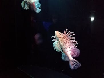 大分マリーンパレス水族館 「うみたまご」に投稿された画像（2020/11/3）