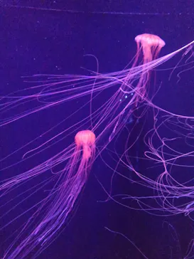 すみだ水族館に投稿された画像（2020/11/3）
