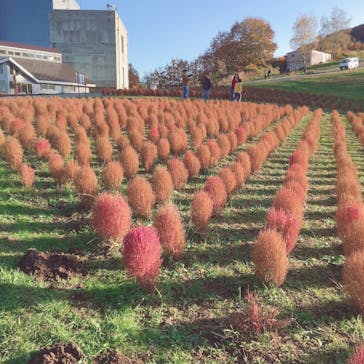 湯沢高原スキー場/パノラマパークに投稿された画像（2020/11/3）