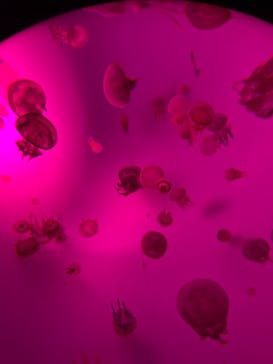 サンシャイン水族館に投稿された画像（2020/11/3）