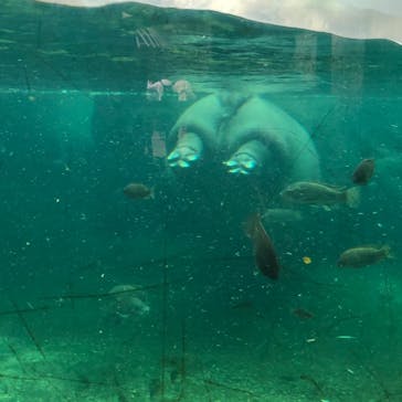 天王寺動物園に投稿された画像（2020/11/4）