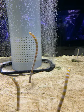 すみだ水族館に投稿された画像（2020/11/4）