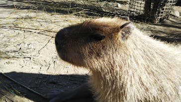 那須どうぶつ王国に投稿された画像（2020/11/4）