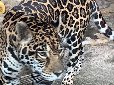 天王寺動物園に投稿された画像（2020/11/4）