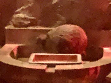 天王寺動物園に投稿された画像（2020/11/4）