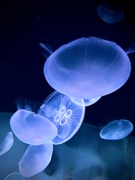 サンシャイン水族館に投稿された画像（2020/11/4）