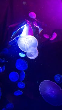 サンシャイン水族館に投稿された画像（2020/11/4）