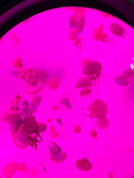 サンシャイン水族館に投稿された画像（2020/11/4）