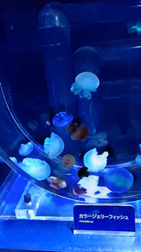 すみだ水族館に投稿された画像（2020/11/4）