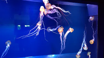 すみだ水族館に投稿された画像（2020/11/4）