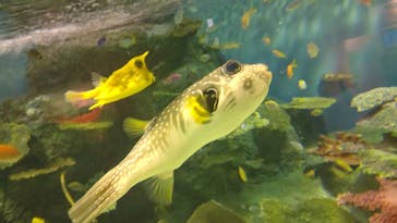 しながわ水族館に投稿された画像（2020/11/4）