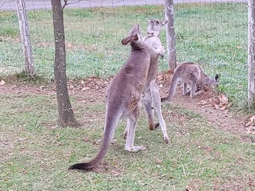 那須どうぶつ王国に投稿された画像（2020/11/4）