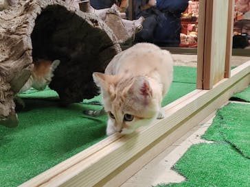 那須どうぶつ王国に投稿された画像（2020/11/4）