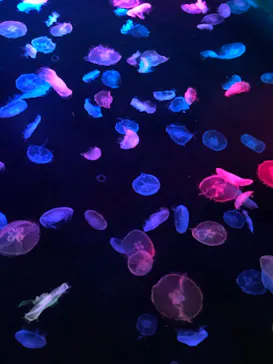 すみだ水族館に投稿された画像（2020/11/5）