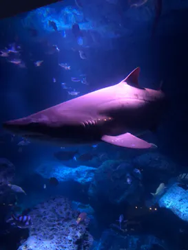 すみだ水族館に投稿された画像（2020/11/5）