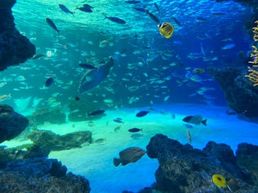 サンシャイン水族館に投稿された画像（2020/11/5）