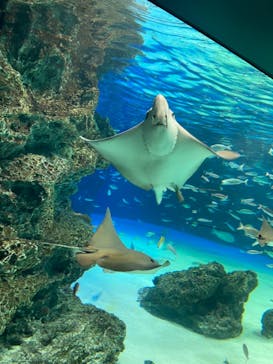 サンシャイン水族館に投稿された画像（2020/11/5）