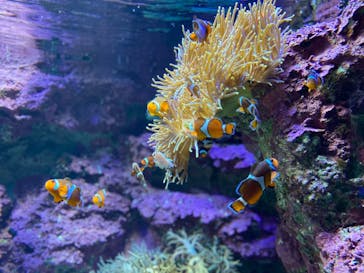 サンシャイン水族館に投稿された画像（2020/11/5）