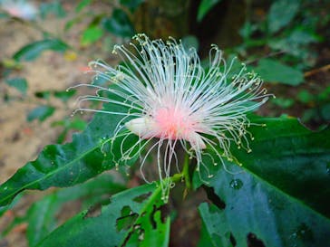 西表島 ADVENTURE PiPi（アドベンチャーピピ）に投稿された画像（2020/11/5）