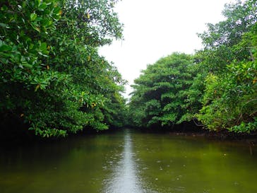 西表島 ADVENTURE PiPi（アドベンチャーピピ）に投稿された画像（2020/11/5）