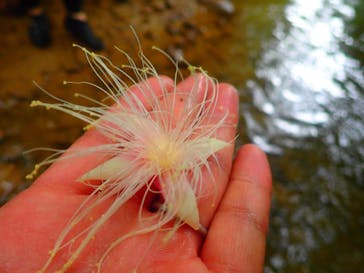 西表島 ADVENTURE PiPi（アドベンチャーピピ）に投稿された画像（2020/11/5）