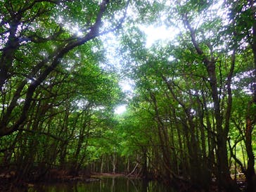 西表島 ADVENTURE PiPi（アドベンチャーピピ）に投稿された画像（2020/11/5）