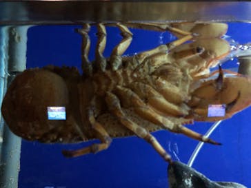 串本海中公園水族館に投稿された画像（2020/11/5）