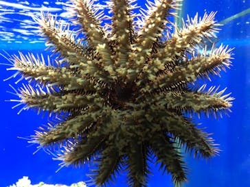 串本海中公園水族館に投稿された画像（2020/11/5）